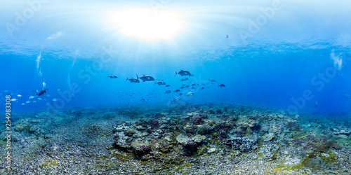 Fototapeta Naklejka Na Ścianę i Meble -  360 of Trevally over reef