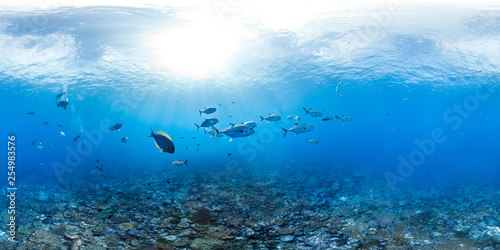 Panorama Coral Reef Underwater Photo of Trevally Fish School in Australia © The Ocean Agency
