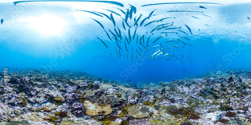 Photography 360 of school of Barracuda