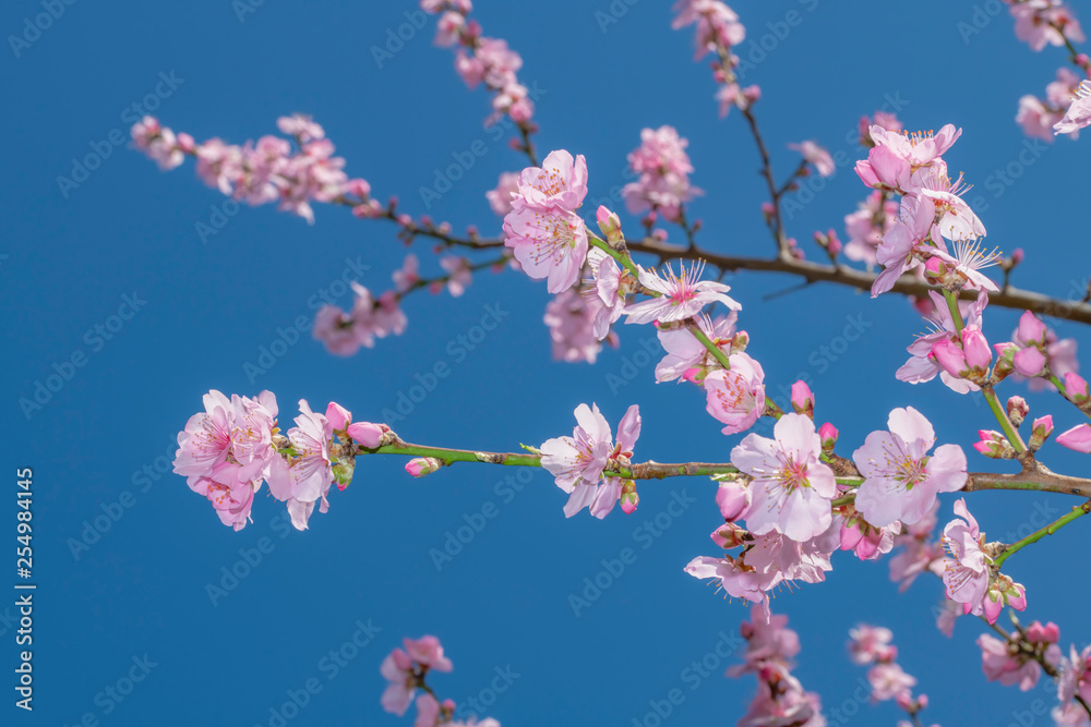 Pink Japanese cherry blossom blooming season under a ending winter blue sky Pink Japanese cherry blossom blooming season under a ending winter blue sky