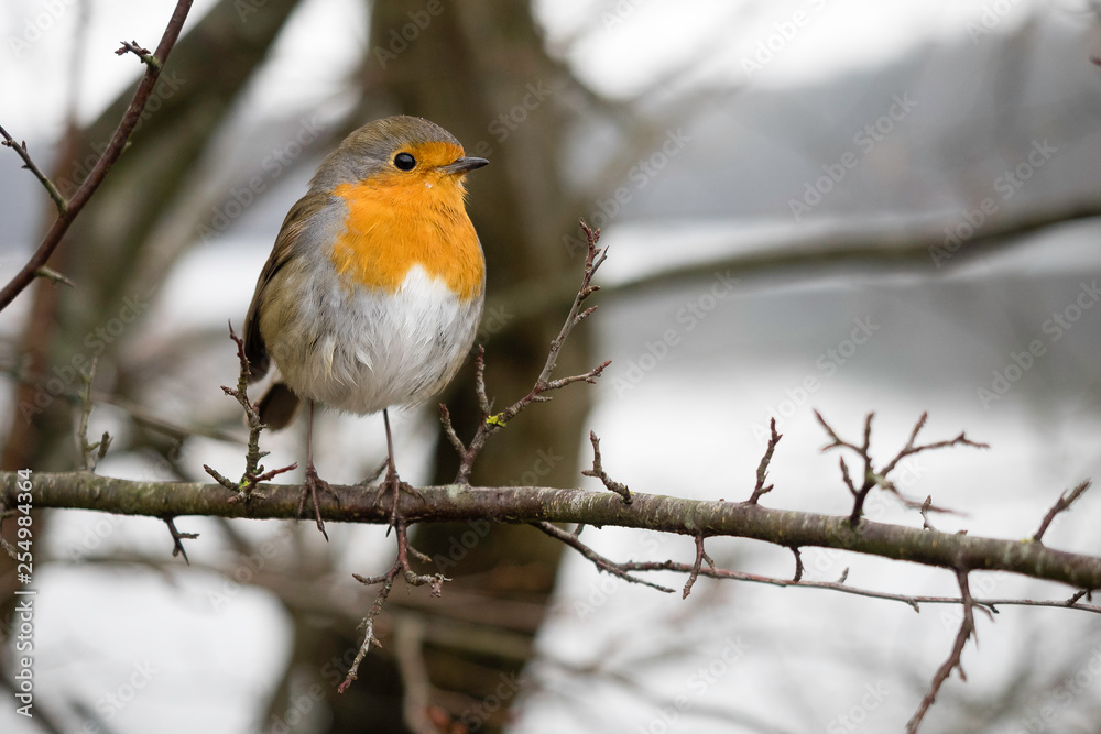 Fototapeta premium le petit RG