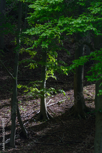 Buchen in Schatten und Sonne mit Streiflicht