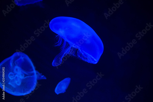 Common Jellyfish (Aurelia aurita) with a dark background in blue tones (also called, moon jellyfish, moon jelly, or saucer jelly) © Gustavo Muñoz