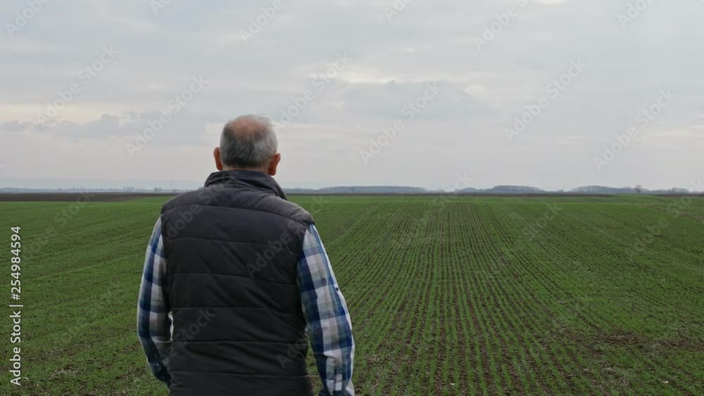 Rear view of senior farmer walking in young wheat field and examining crop. Rear view of senior farmer walking in young wheat field and examining crop.