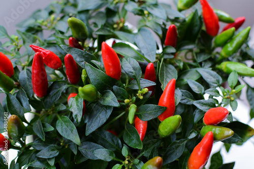 Red and green chilli peppers growing on a small plant © tommoh29