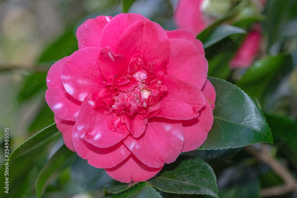 Close up of a red Camellia flower blooming under the late winter sun lights Close up of a red Camellia flower blooming under the late winter sun lights