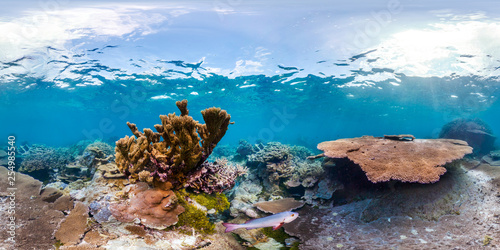 360 of fish swimming through coral reef