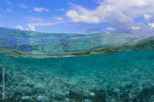 Under over of bleaching coral in New Caledonia