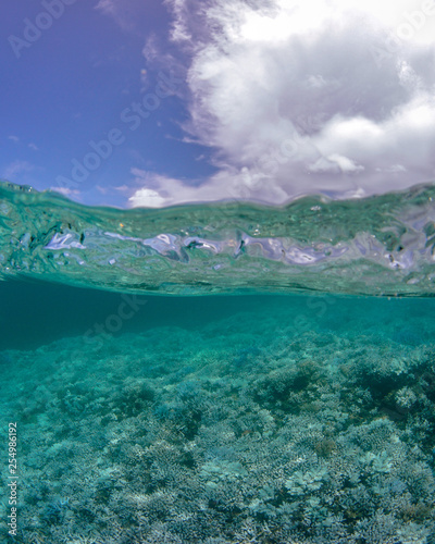 Under over of bleaching coral in New Caledonia