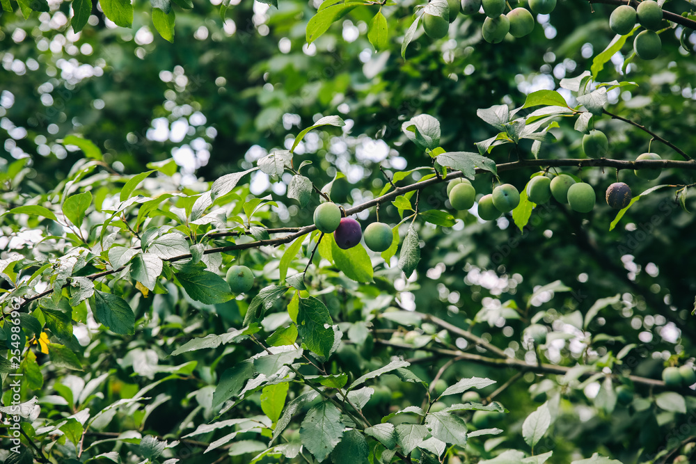 Green and purple plums growing on the tree. Harvest time summer and autumn photo. Healthy ecological home food.