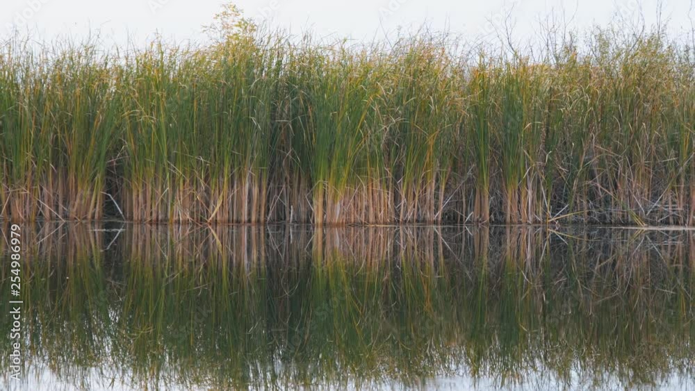 View of river reeds, sedge or cane. Camera panning View of river reeds, sedge or cane. Camera panning