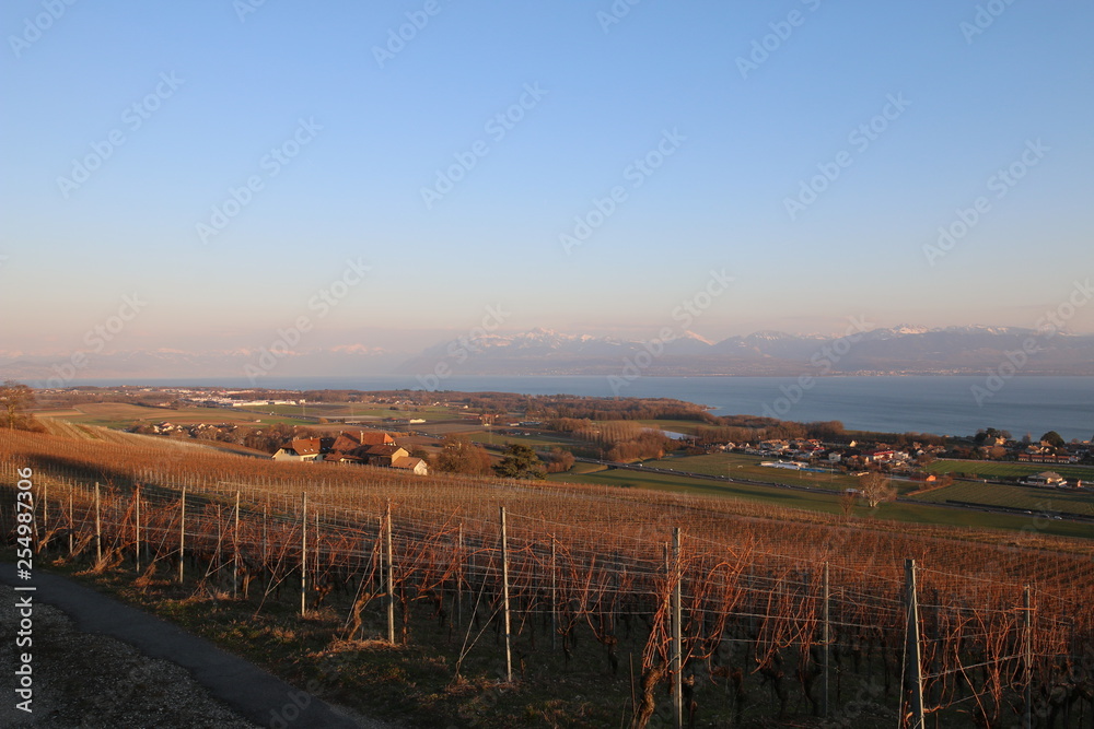Vue orangée du Lac Léman et des Alpes depuis des hauteurs de vignes en hiver