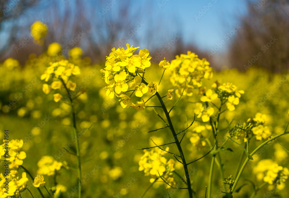 Mustard Flowers Mustard Flowers