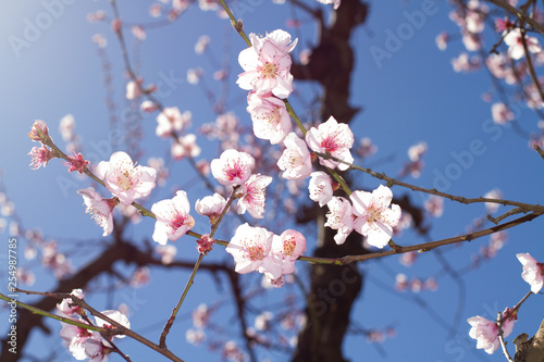 Peach Blossoms