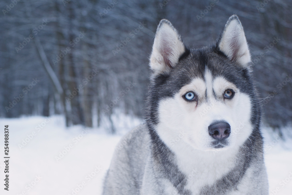 Dog breed Husky with eyes of different colors is in the winter park