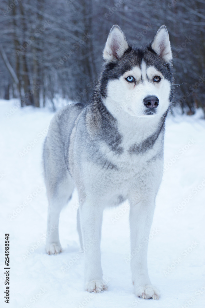 A dog of breed Husky with eyes of different colors stands in the winter park covered with snow.