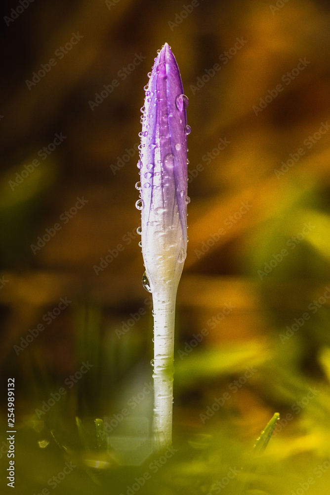 Blüte Blüte