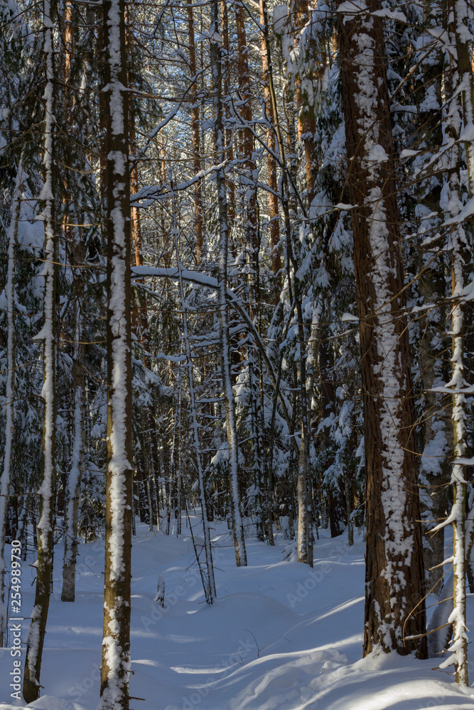 tree trunks in a snowy sunlit forest