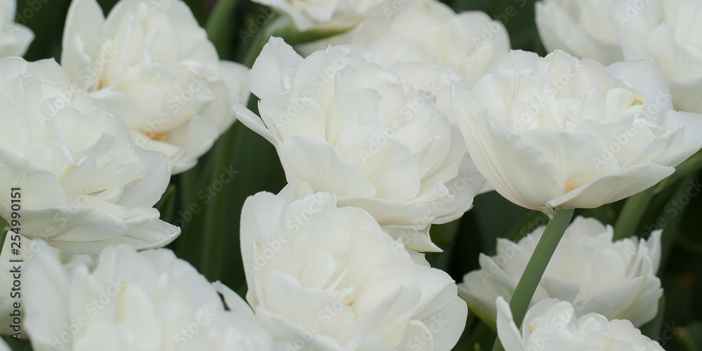 white fluffy beautiful tulips blooming in the field white fluffy beautiful tulips blooming in the field