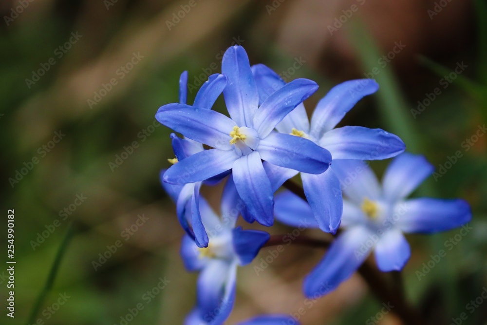blaue Blüte des Schneeglanz blaue Blüte des Schneeglanz
