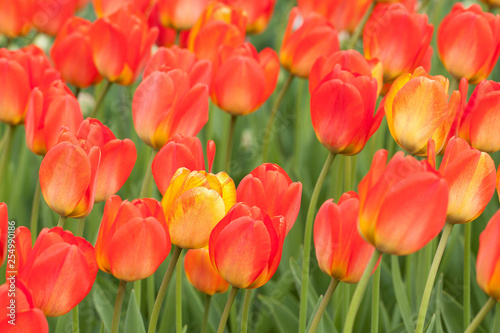 red-orange beautiful tulips blooming in summer field