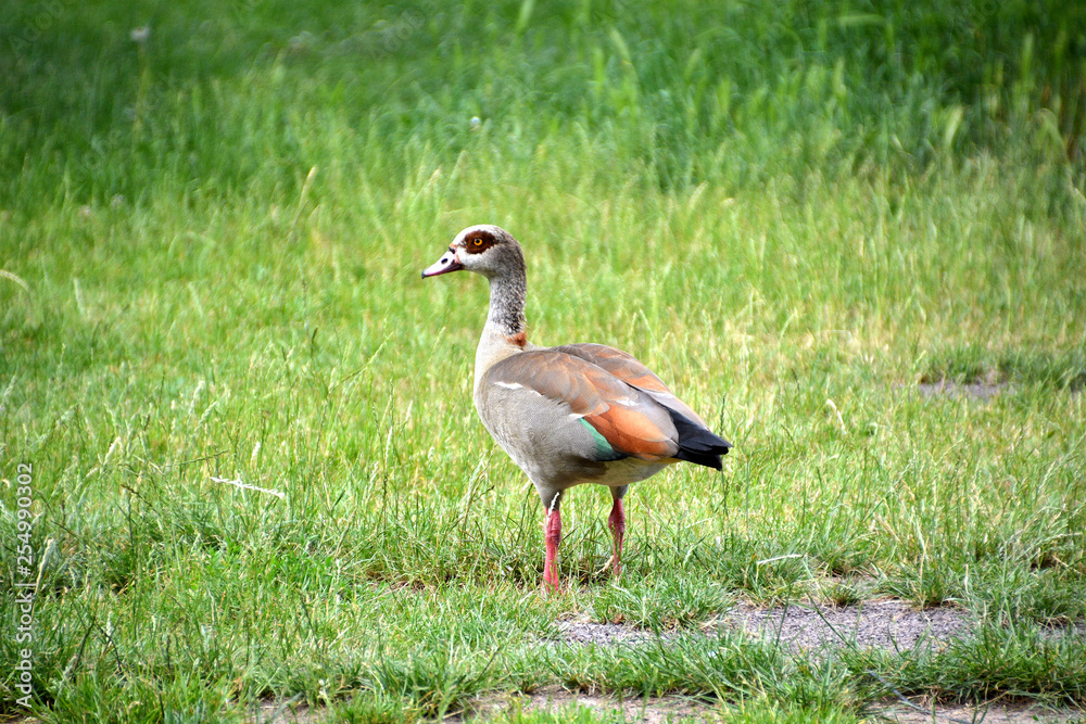 Nilgans Nilgans