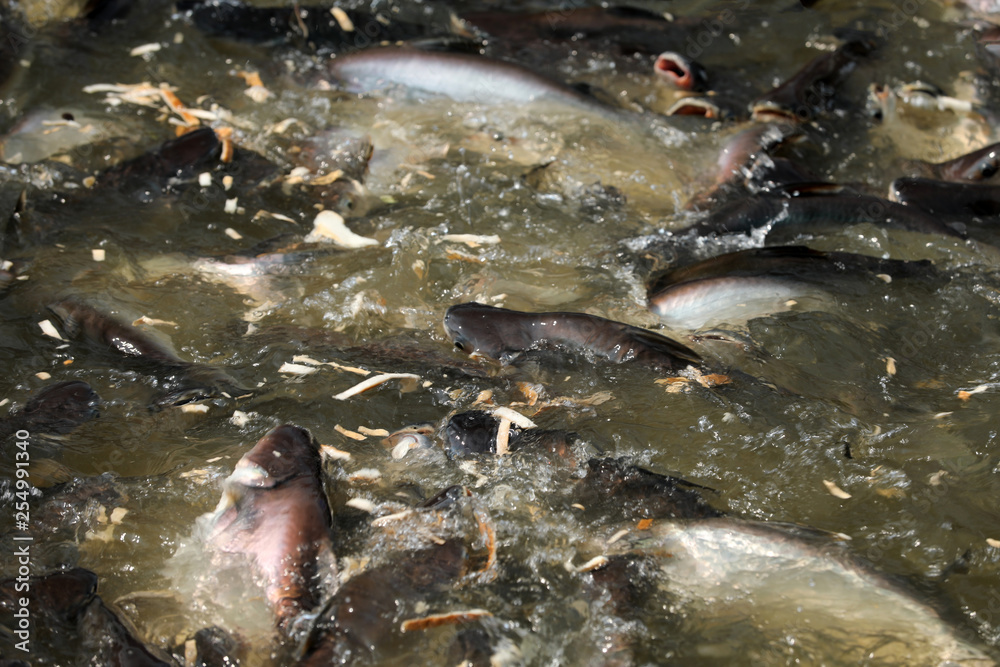 Obraz premium Fische im Fluß Chao Praya in Bangkok