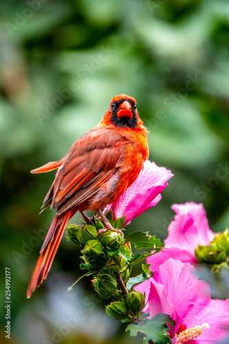 northern cardinal ,Cardinalis cardinalis,