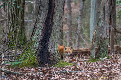 Wild Red Fox peeking from behind a tree in a Maryland forest