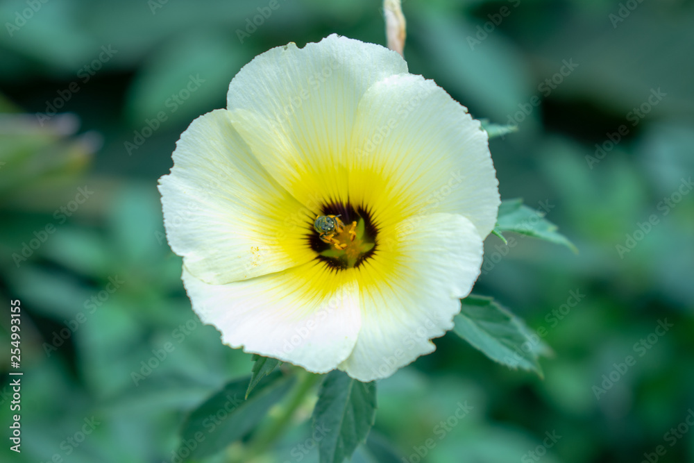 White and yellow flower White and yellow flower