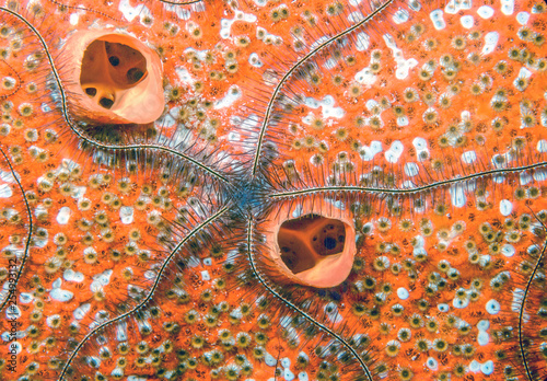 Ophiothrix suensoni, Suenson's brittle star photo