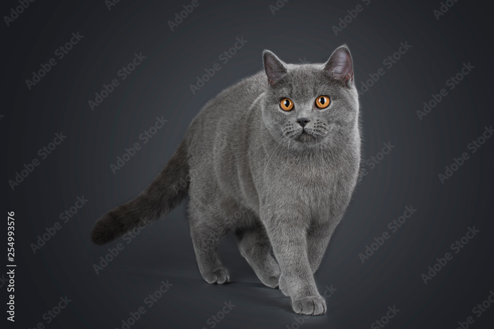 British Shorthair cat on a grey background