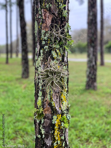 moss on tree in forest