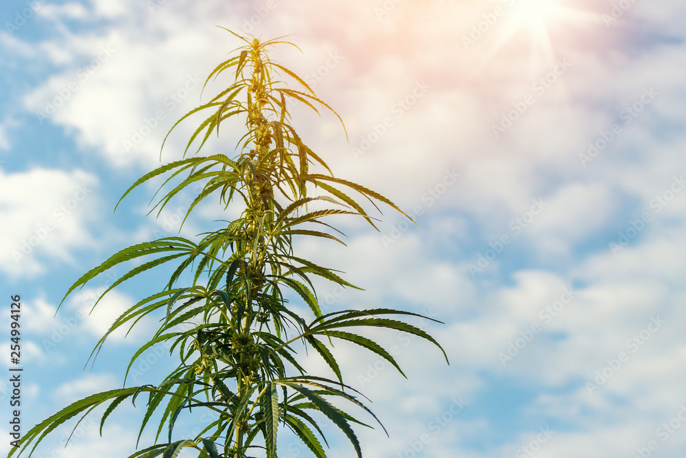 Cannabis Plant with Blue Sky and Clouds on Background Cannabis Plant with Blue Sky and Clouds on Background