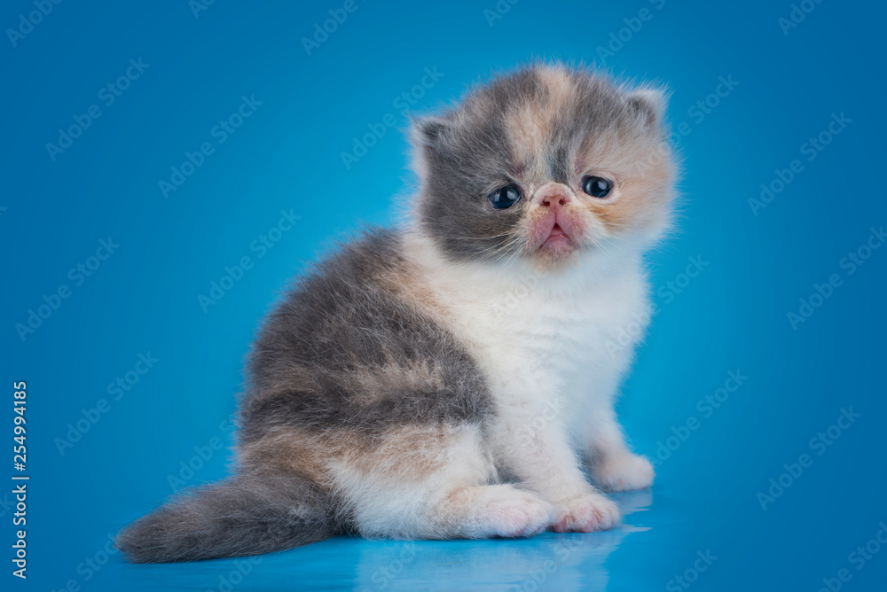 cute kitten on a blue background