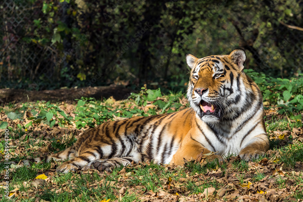 The Siberian tiger,Panthera tigris altaica in the zoo The Siberian tiger,Panthera tigris altaica in the zoo