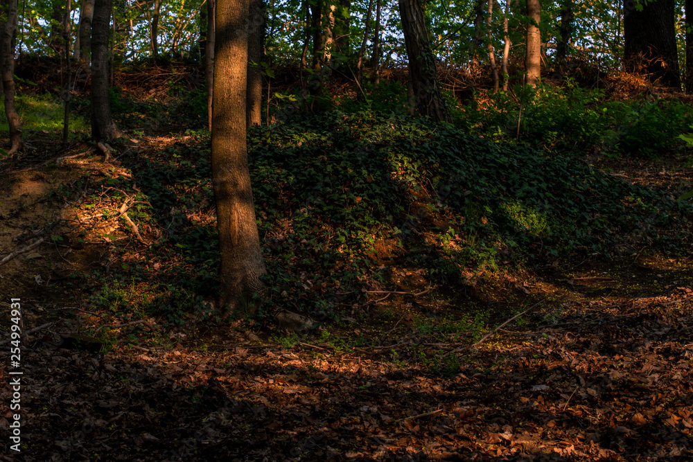 Fototapeta premium Sonne im Wald