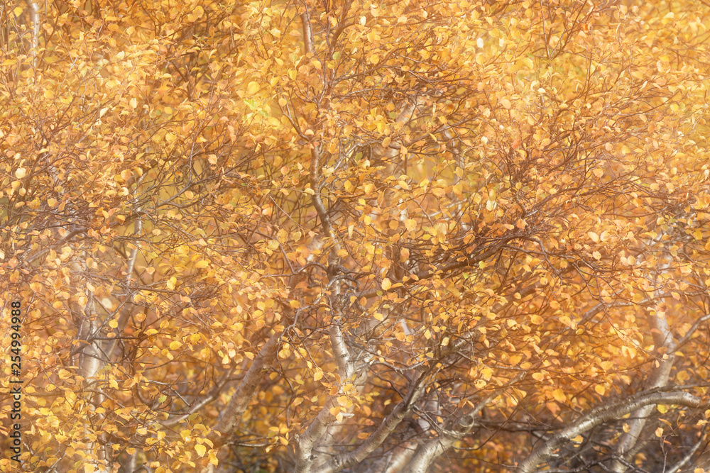 Birke (Betula) im Herbstkleid, Island Birke (Betula) im Herbstkleid, Island