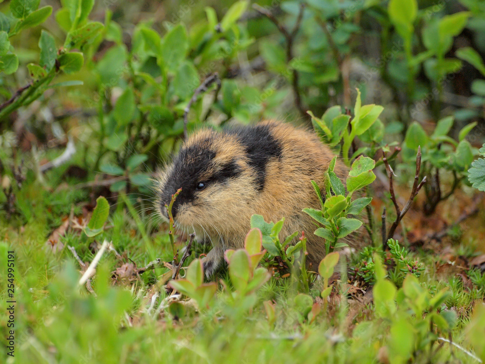 Norwegian Lemming (Lemmus lemmus) in Hardangervidda national park Stock