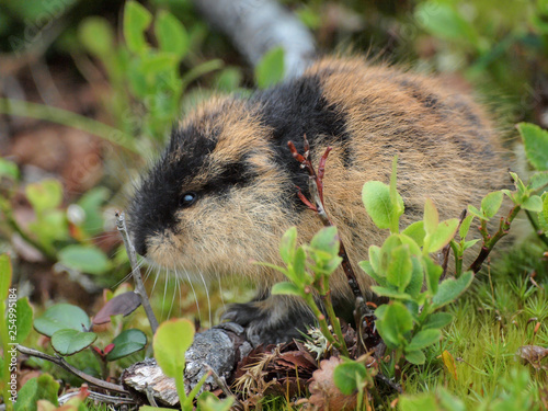 Norwegian Lemming (Lemmus lemmus) in Hardangervidda national park photo