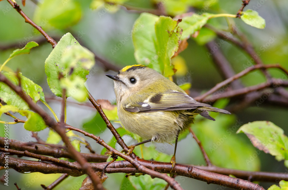 Obraz premium Goldcrest (Regulus regulus) in Neusiedler See National Park, Austria