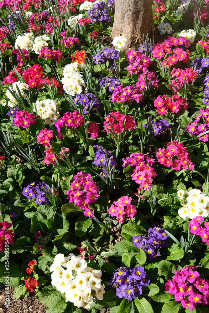 primevères du printemps primevères du printemps