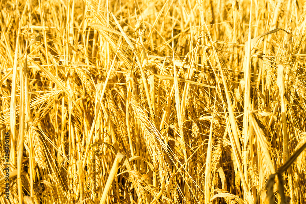Ripe Golden Rye Plants Field Detail Ripe Golden Rye Plants Field Detail