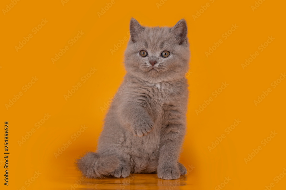 British kitten on a orange background British kitten on a orange background