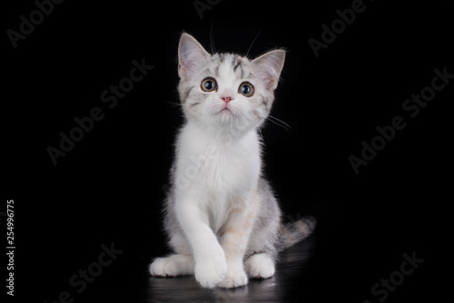scottish kitten on black background