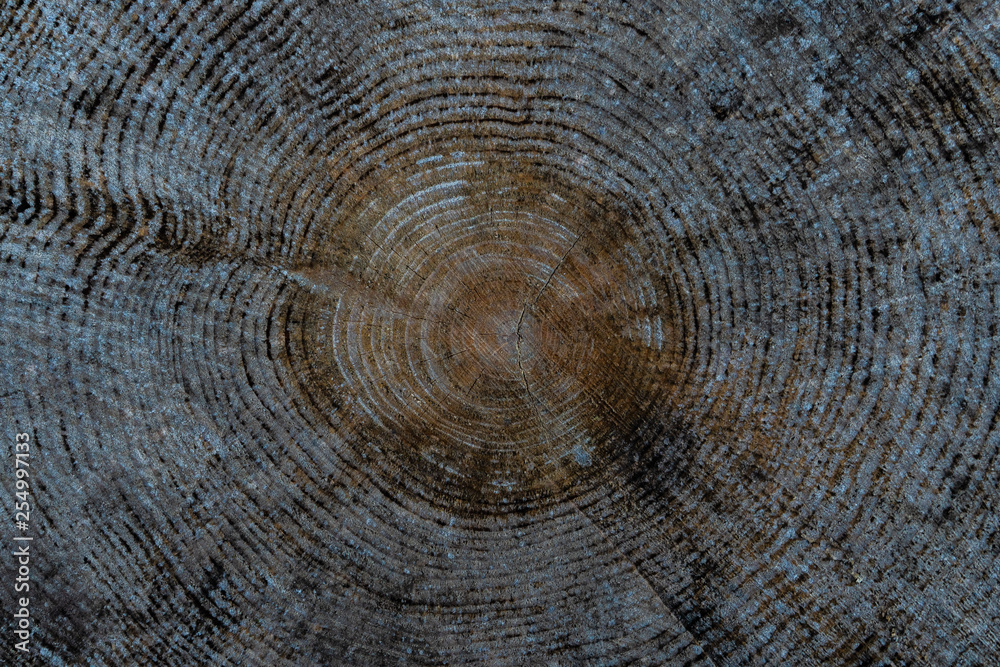 Fototapeta premium wood texture background