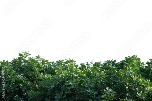 Tropical tree leaves with branches on white isolated background for green foliage backdrop 