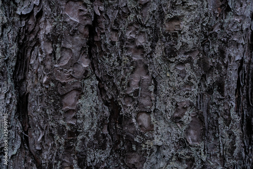 tree bark texture © Mark