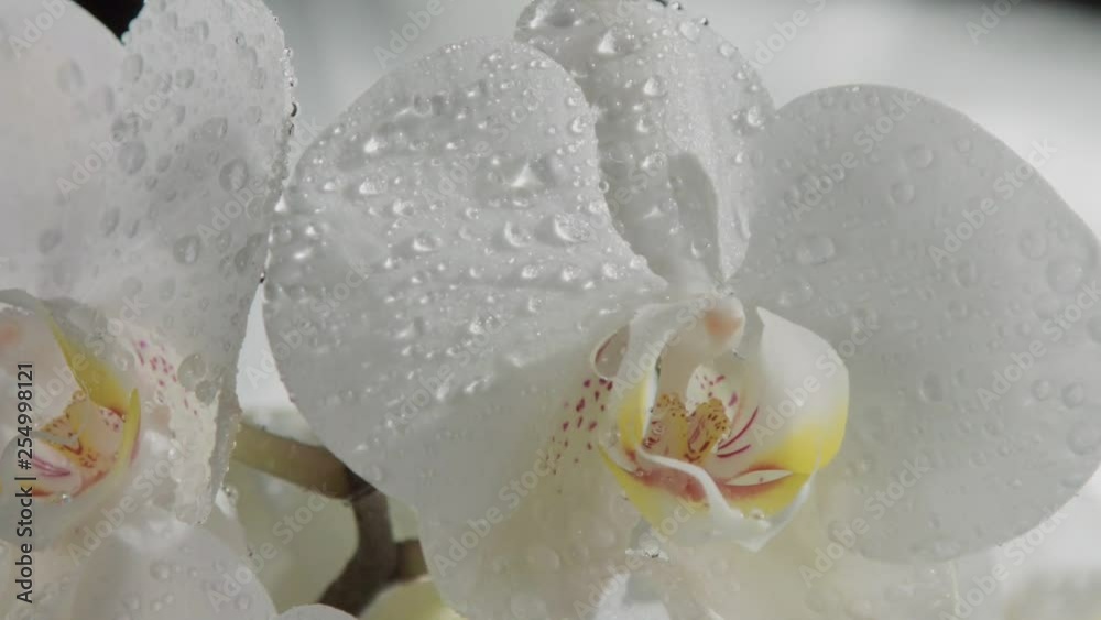 clseup of blossom orchids covered by water drops. Falling dropsof water slowmotion from 120 fps. Big slow fallin water dops clseup of blossom orchids covered by water drops. Falling dropsof water slowmotion from 120 fps. Big slow fallin water dops