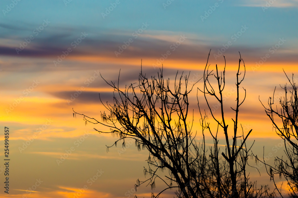 The Sunset Sky And The Silhouette Of A Tree The Sunset Sky And The Silhouette Of A Tree